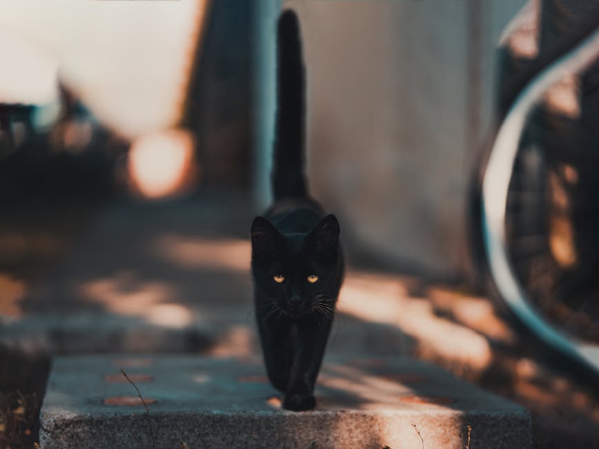 Stealth Techniques for Untraceable Proxy Usage